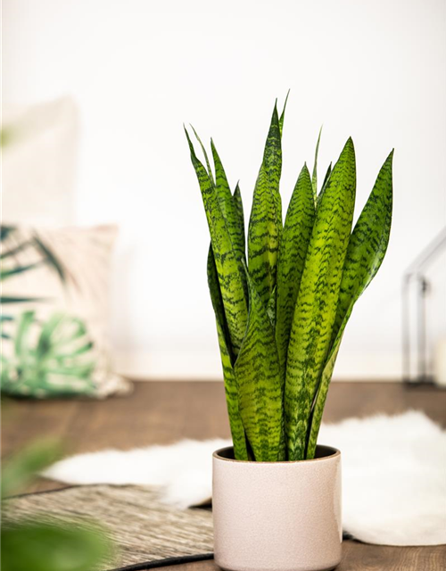 Sansevieria trifasciata Zeylanica T17