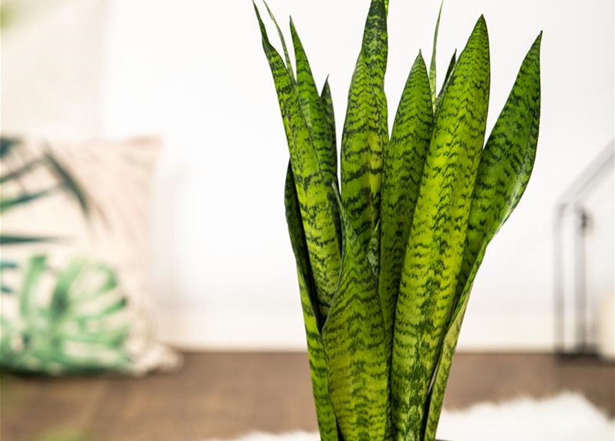 Sansevieria trifasciata Zeylanica T17