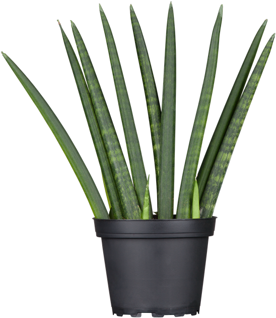 dracaena marginata giftig Dracaena marginata