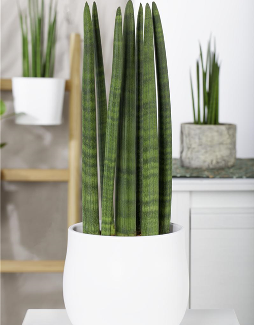 Sansevieria cylindrica Straight T11