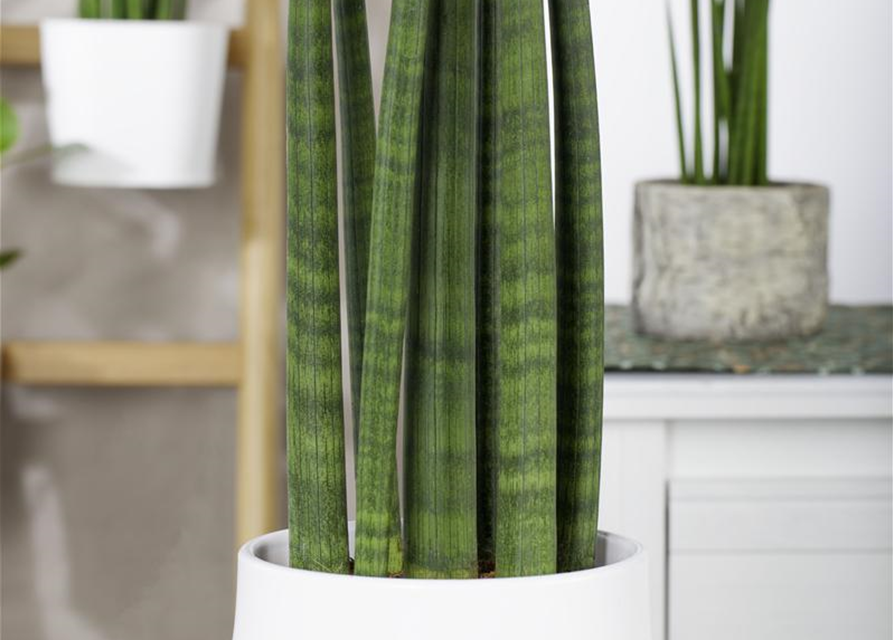 Sansevieria cylindrica Straight T11