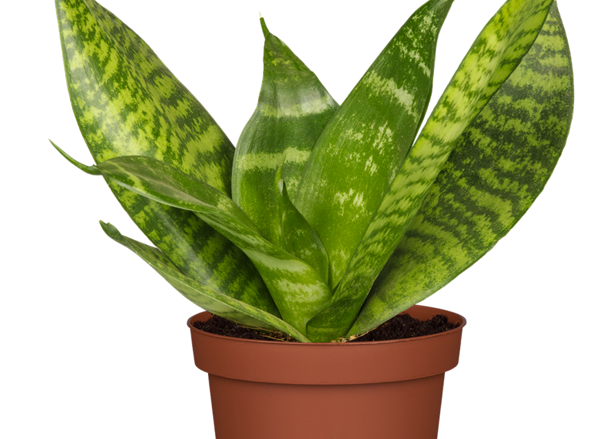 Sansevieria trifasciata Hahnii T9