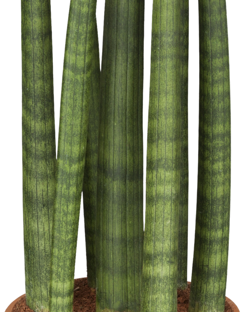 Sansevieria cylindrica Straight T10