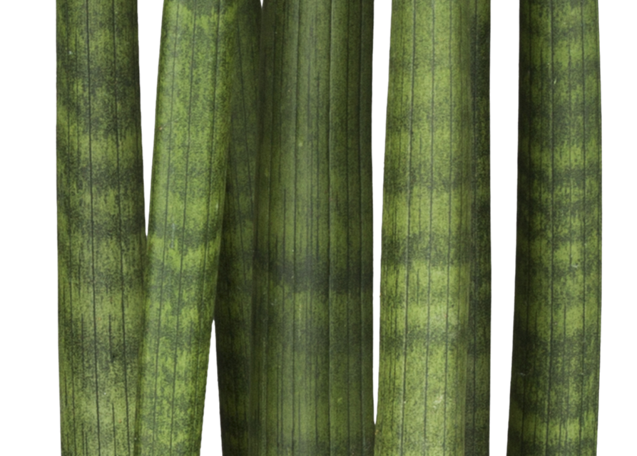 Sansevieria cylindrica Straight T10