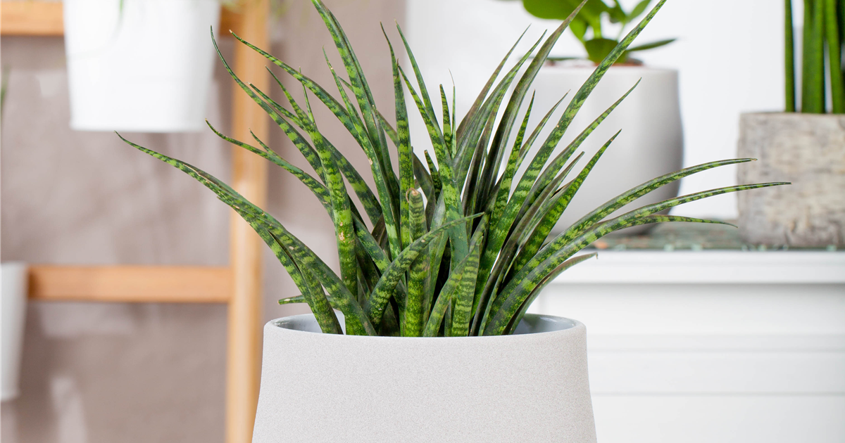 Sansevieria fernwood Punk, Bogenhanf - Grtnerei Schliebener