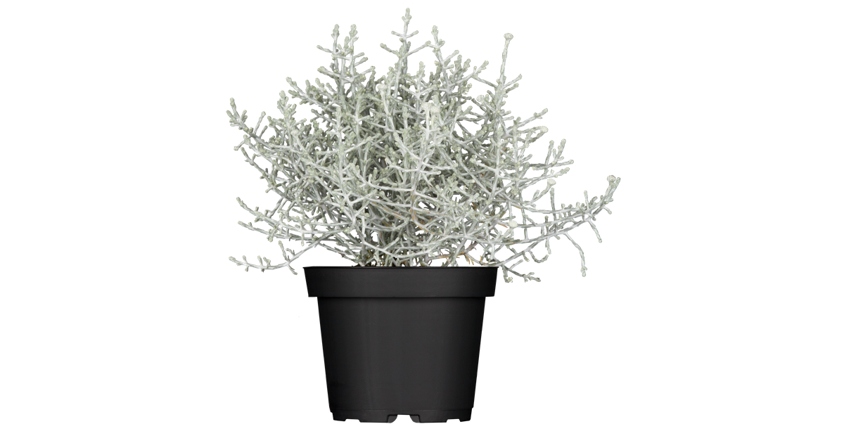 Calocephalus brownii T11, Stacheldraht - Grtnerei Schliebener