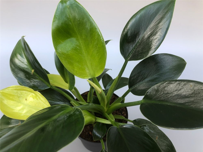 Philodendron erubescens Green Princess