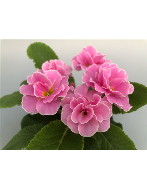 Primula vulgaris Palazzo/Petticoat