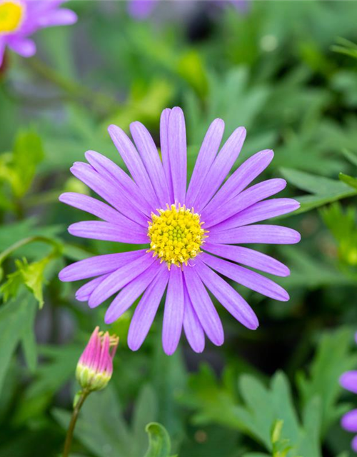 Brachyscome multifida Balou Violet