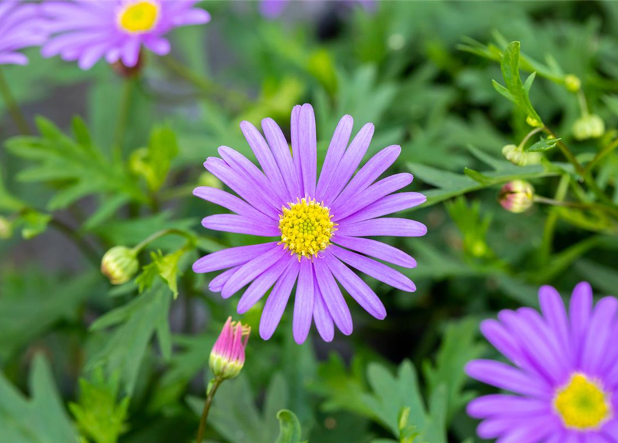 Brachyscome multifida Balou Violet