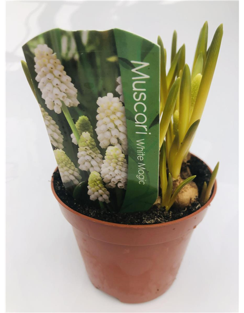 Muscari armeniacum Weiß T9