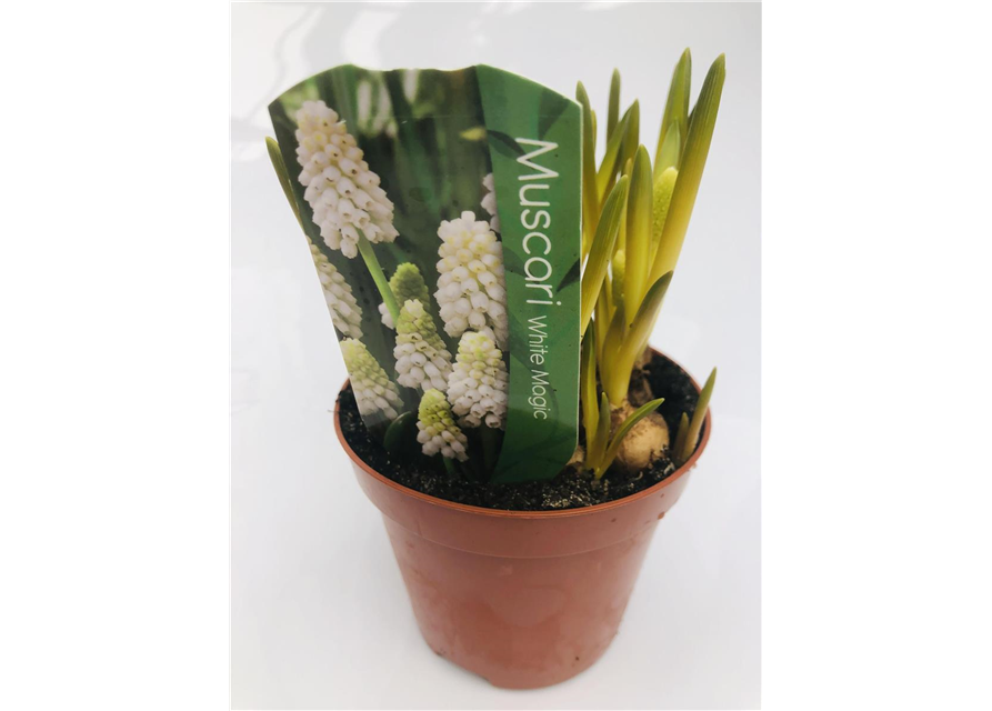 Muscari armeniacum Weiß T9