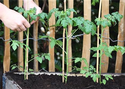 Cherrytomaten - Einpflanzen im Hochbeet