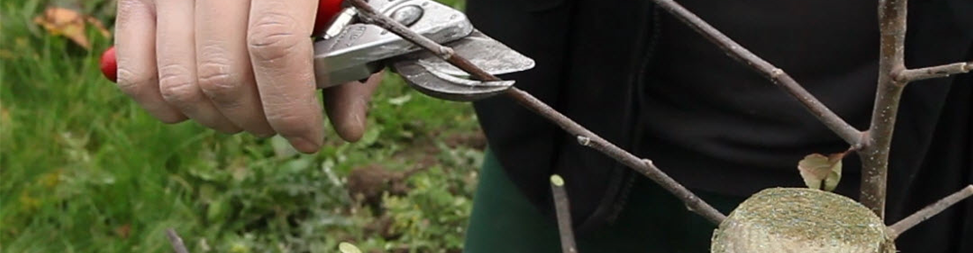 Apfelbaum - Pflanzschnitt (Anleitung - 3)