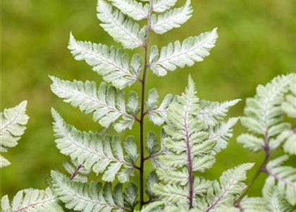 PFLANZEN IM BADEZIMMER!