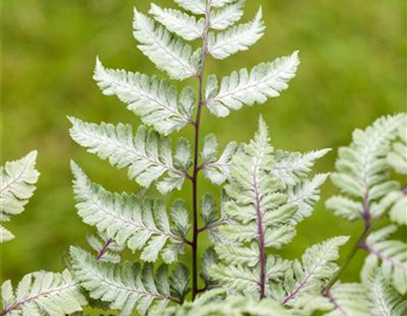 PFLANZEN IM BADEZIMMER!