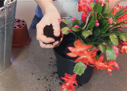 WEIHNACHTSKAKTUS - EINPFLANZEN IN EIN GEFÄß