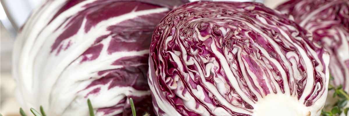 Cichorium intybus var. foliosum Cichorium intybus var. foliosum