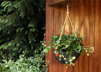 Erdbeeren - Ampel Bepflanzen