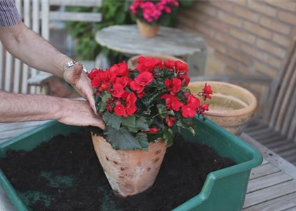 Blumenkübel - Bepflanzen mit Sommerblumen