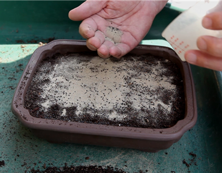 Basilikum - Aussäen von Samen