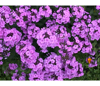 POLSTERPHLOX