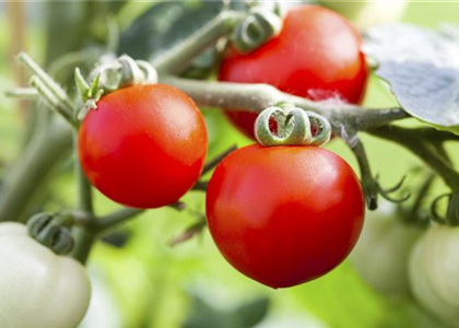 ALTE TOMATENSORTEN FüRS FREILAND!