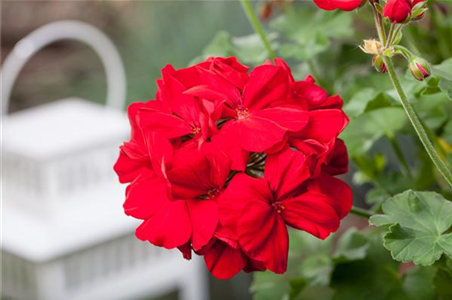 ROTE PFLANZIDEEN