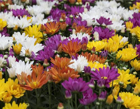 CHRYSANTHEMEN IN FARBEN UND FORMEN