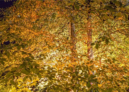 LICHTQUELLEN MACHEN DEN GARTEN SCHöNER!