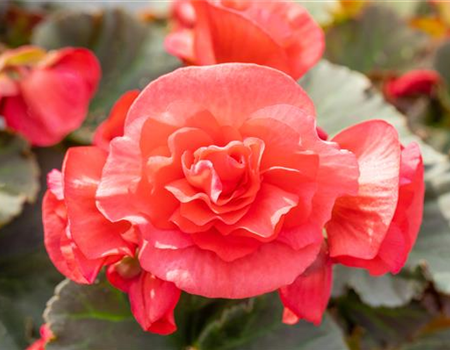 EINE BLUME SAGT MEHR ALS 1000 WORTE