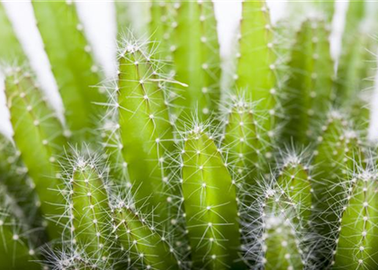 KAKTEEN & DER RICHTIGE STANDORT