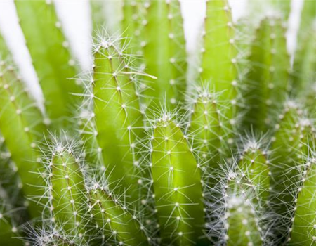 KAKTEEN & DER RICHTIGE STANDORT