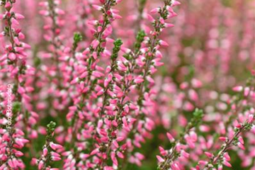 HEIDENSPASS! HEIDENSPASS!