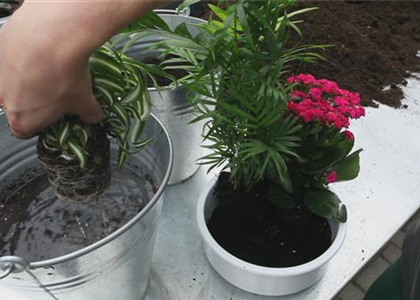 Schale - Einpflanzen von Zimmerpflanzen