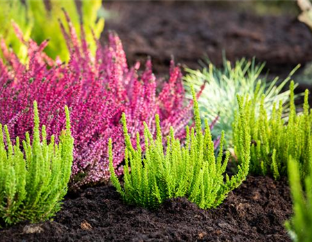 DER HEIDEGARTEN!