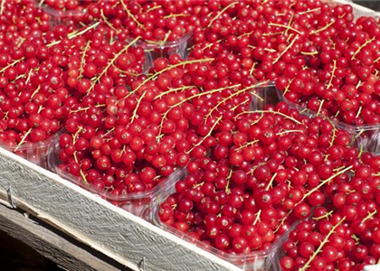 GäRTEN FüR NASCHKATZEN