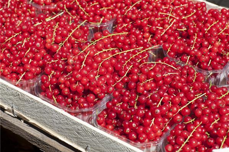 MEIN MINIGARTEN AUF BALKONIEN!