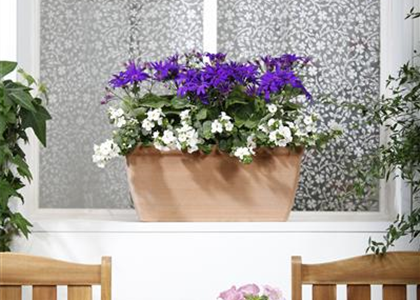 WINTERHARTE PFLANZEN FüR DEN BALKON