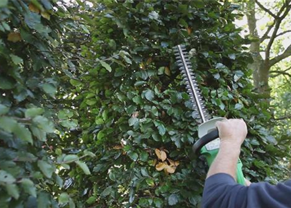 Sichtschutz - Zurückschneiden im Herbst