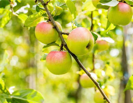 STREUOBSTWIESE - GESUNDHEIT ZUM SELBERPFLüCKEN