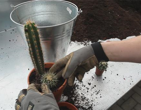 Kakteen - Einpflanzen in ein Gefäß