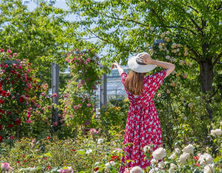DER ROSENGARTEN - SCHLICHTE ELEGANZ UND TOLLE DüFTE