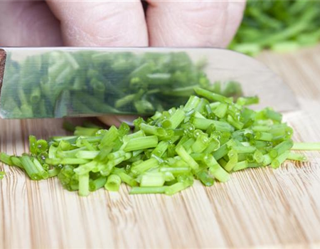 WAS WÄRE DER KRÄUTERGARTEN OHNE FRISCHE KRÄUTER?