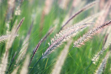 WINDSPIELE! WINDSPIELE!