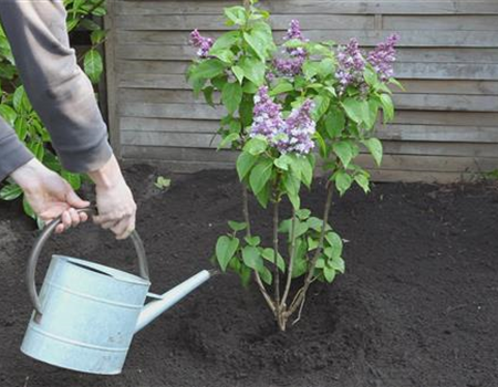 Flieder - Einpflanzen im Garten