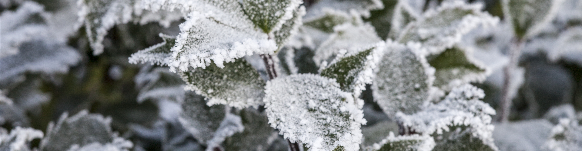 Ilex