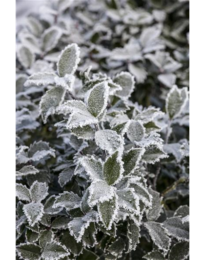 Pflanze des Monats Dezember: Stechpalme