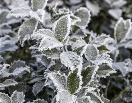 Pflanze des Monats Dezember: Stechpalme