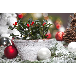 Pflanze des Monats Dezember: Stechpalme